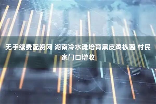 无手续费配资网 湖南冷水滩培育黑皮鸡枞菌 村民家门口增收